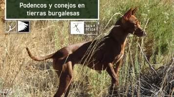Podencos y conejos en tierras burgalesas