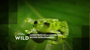 Monstruos de la naturaleza: bichos espeluznantes