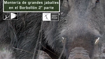 Montería de grandes jabalies en El Borbollón. 2ª parte