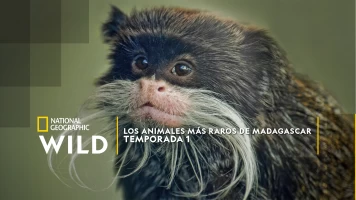 Los animales más raros de Madagascar