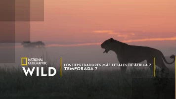 Los depredadores más letales de África