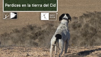 Perdices en la tierra del Cid