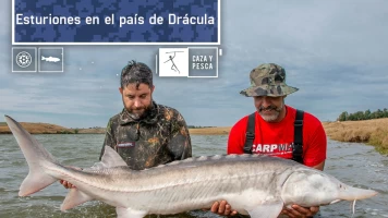 Esturiones en el país de Drácula