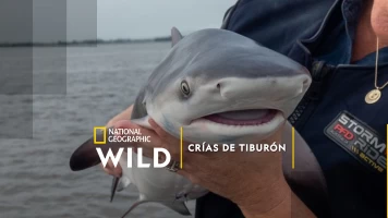 Crías de tiburón