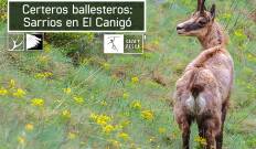 Certeros Ballesteros: Sarrios en El Canigó