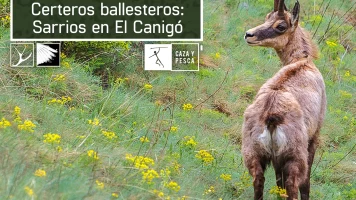 Certeros Ballesteros: Sarrios en El Canigó