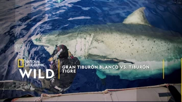 Gran tiburón blanco vs. tiburón tigre