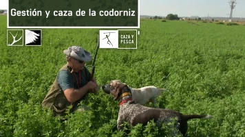 Gestión y caza de la Codorniz