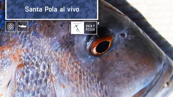 Santa Pola al vivo