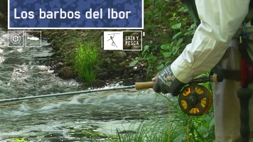 Los barbos del Ibor