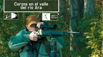 Corzos en el valle del río Ara