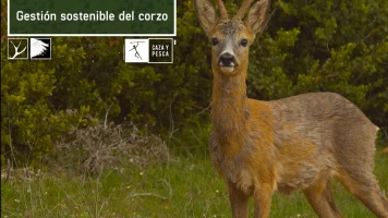 Gestión sostenible del corzo