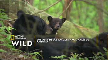 Los Osos de los Parques Nacionales de America