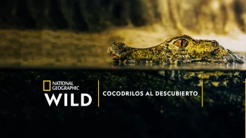 Cocodrilos al descubierto