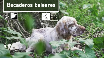 Becaderos Baleares