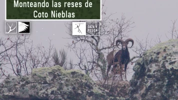 Monteando las reses de Coto Nieblas