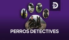 Perros detectives