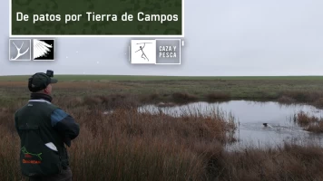 De patos por Tierra de campos