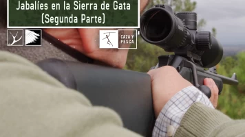 Jabalíes en la sierra de Gata 2º parte