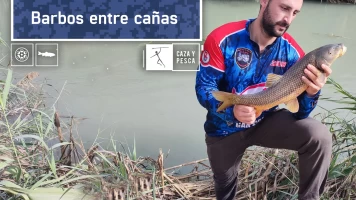 Barbos entre cañas
