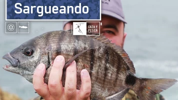 Sargueando