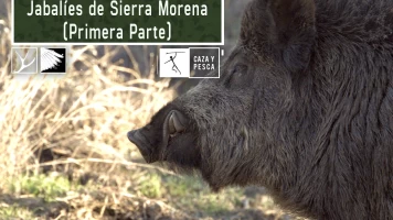 Jabalíes de Sierra Morena, 1ª parte