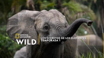 Los secretos de los elefantes