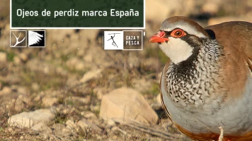 Ojeos de perdiz, marca España