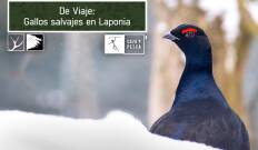 De viaje: Gallos salvajes en Laponia
