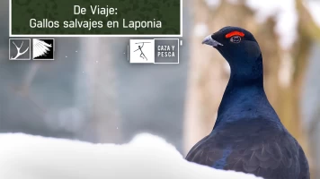 De viaje: Gallos salvajes en Laponia