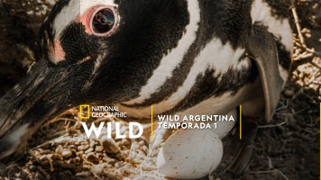 Wild Argentina