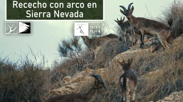 Rececho con arco en Sierra Nevada