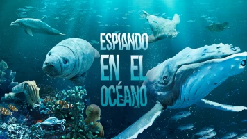 Espiando en el océano