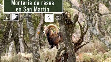 Montería de reses en San Martín