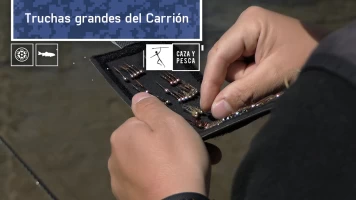 Truchas grandes del Carrión
