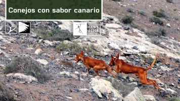 Conejos con sabor canario