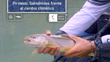 Pirineos: salmónidos frente al cambio climático