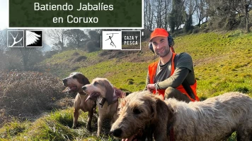 Batiendo jabalies en Coruxo