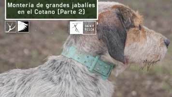 Montería de grandes jabalíes en el Cotano. 2ª parte