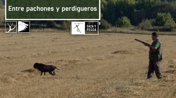 Entre pachones y perdigueros