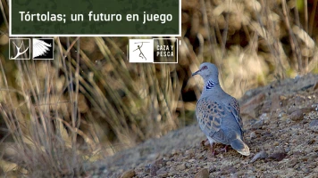 Tórtolas: Un futuro en juego