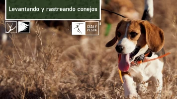 Levantando y rastreando conejos