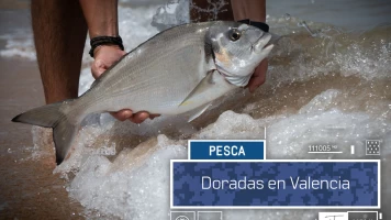 Doradas en Valencia