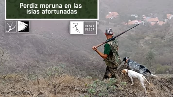 Perdiz moruna en las islas afortunadas