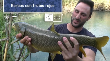 Barbos con frutos rojos