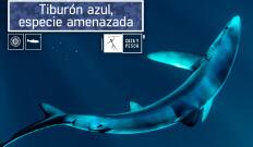 Tiburón azul, especie amenazada