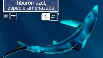 Tiburón azul, especie amenazada