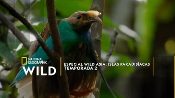 Especial Wild Asia: Islas paradisíacas