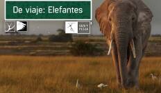 De viaje: Elefantes