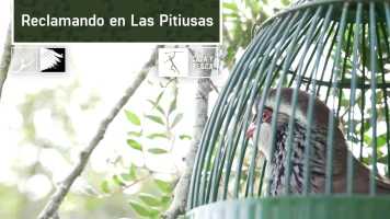 Reclamando en Las Pitiusas